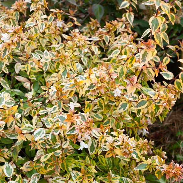 Bonte Abelia - Abelia grandiflora 'kaleidoscope' (r) - Tuinplanten