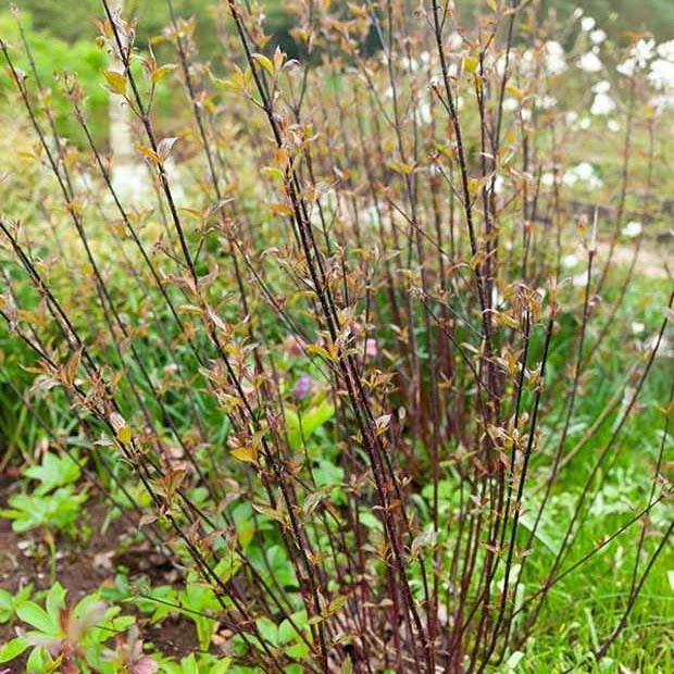 Witte kornoelje 'Kesselringii' - Cornus alba kesselringii - Tuinplanten