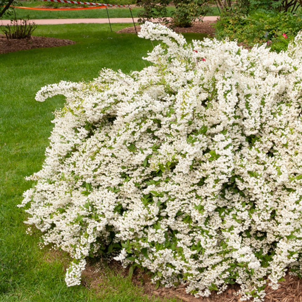 Bruidsbloem - Deutzia gracilis - Tuinplanten