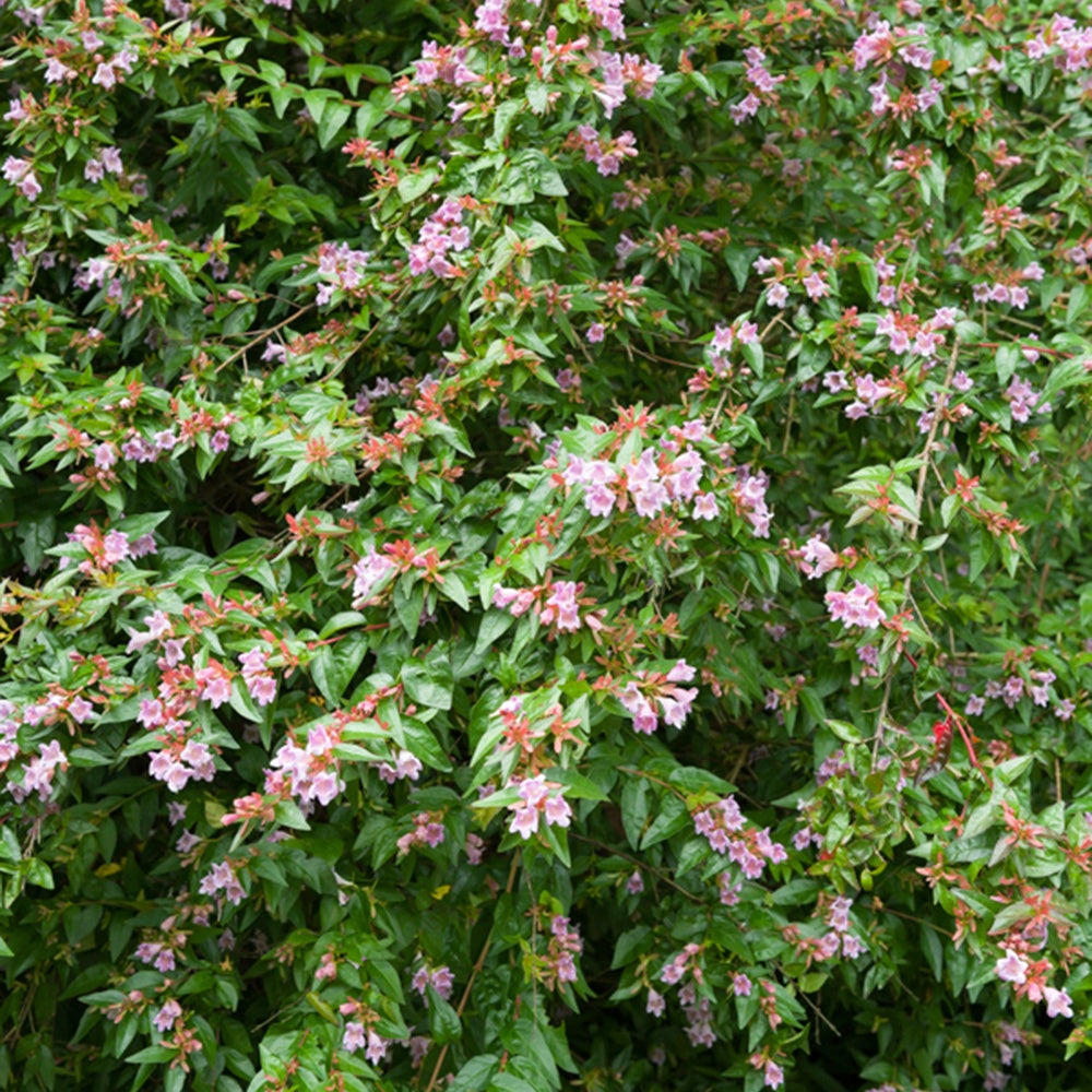 Abelia Edouard Goucher - Abelia edward goucher - Tuinplanten