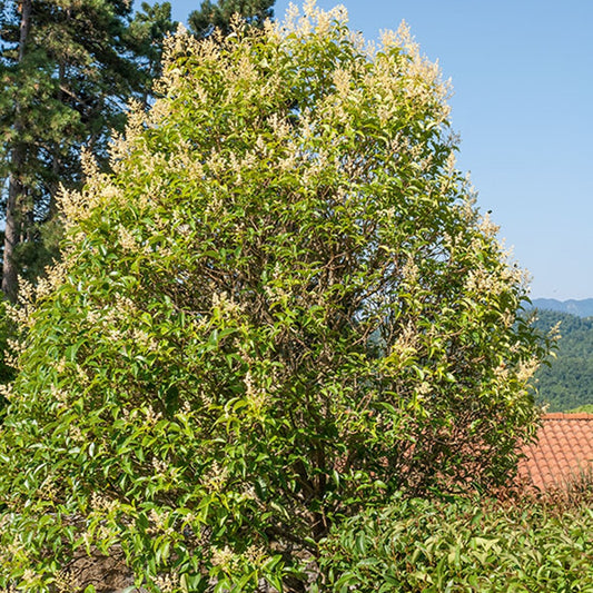 Liguster - Ligustrum vulgare - Tuinplanten