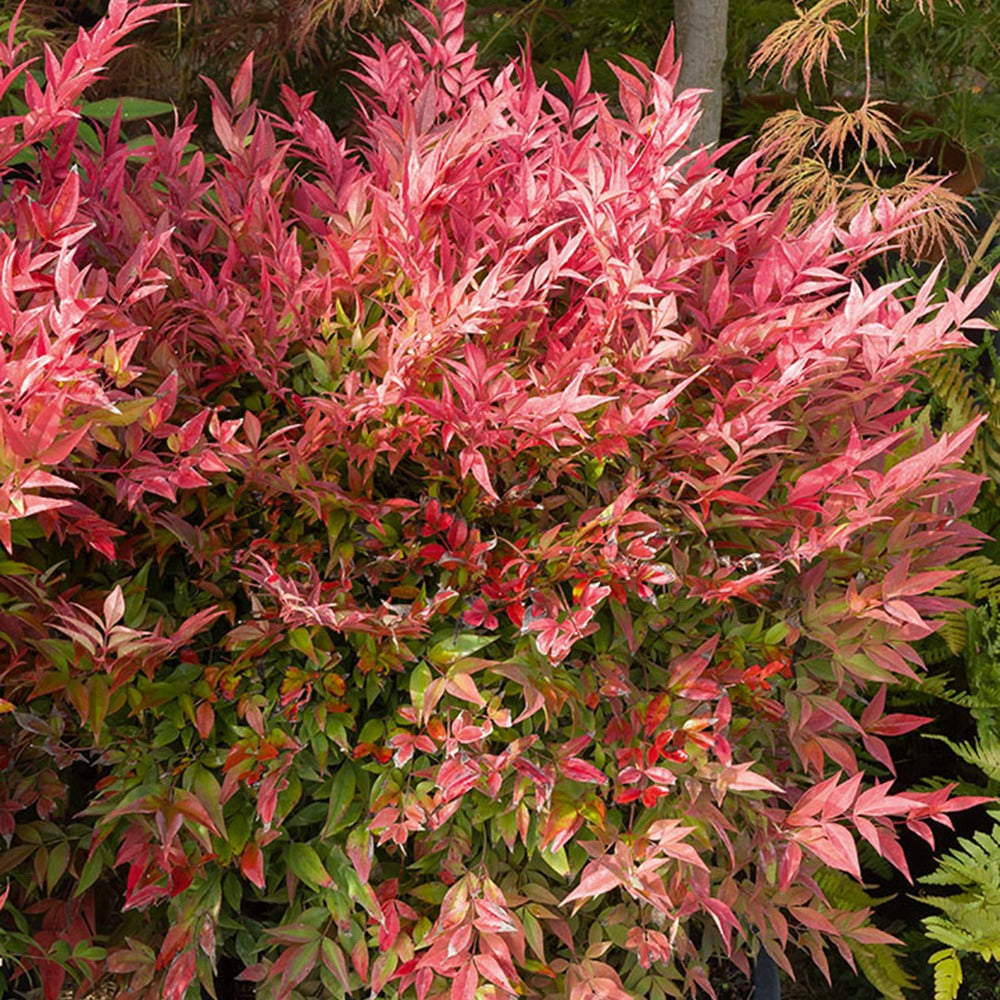 Wintergroene planten - Hemelse bamboe 'Gulf Stream' - Nandina domestica Gulf Stream