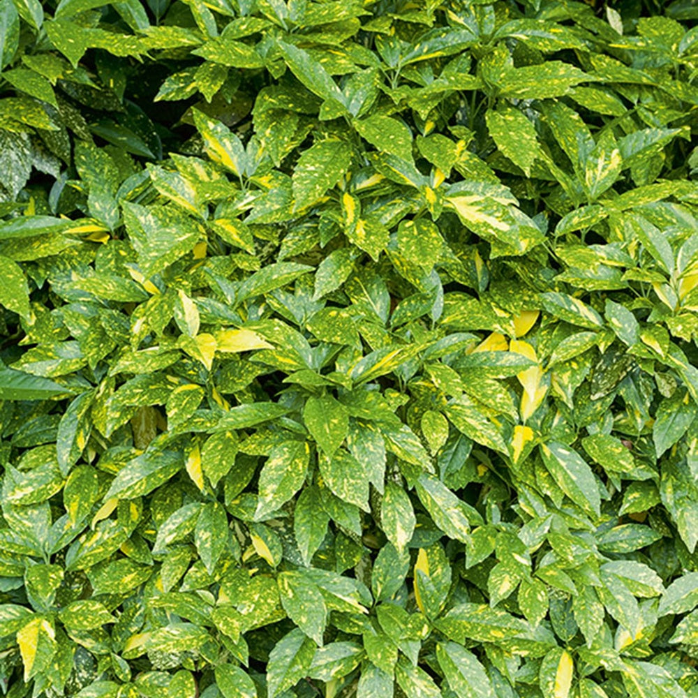 Broodboom - Aucuba japonica variegata - Terras- en balkonplanten