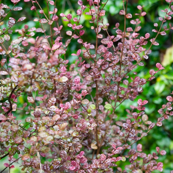 Lophomyrtus Purpurea Nana - Bakker