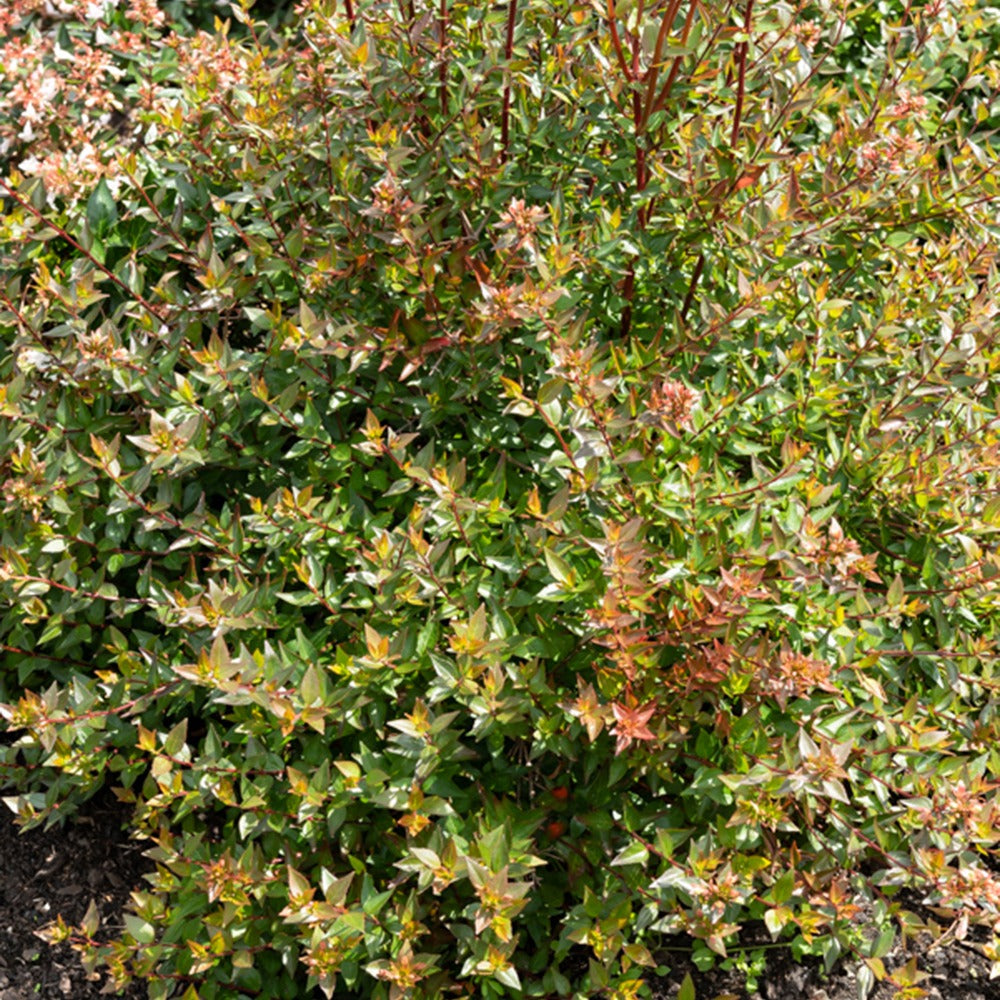 Abelia Sherwood - Abelia grandiflora 'sherwood' - Bakker