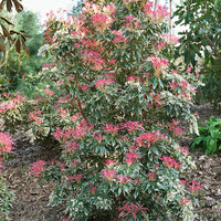 Rotsheide Flaming Silver - Bakker