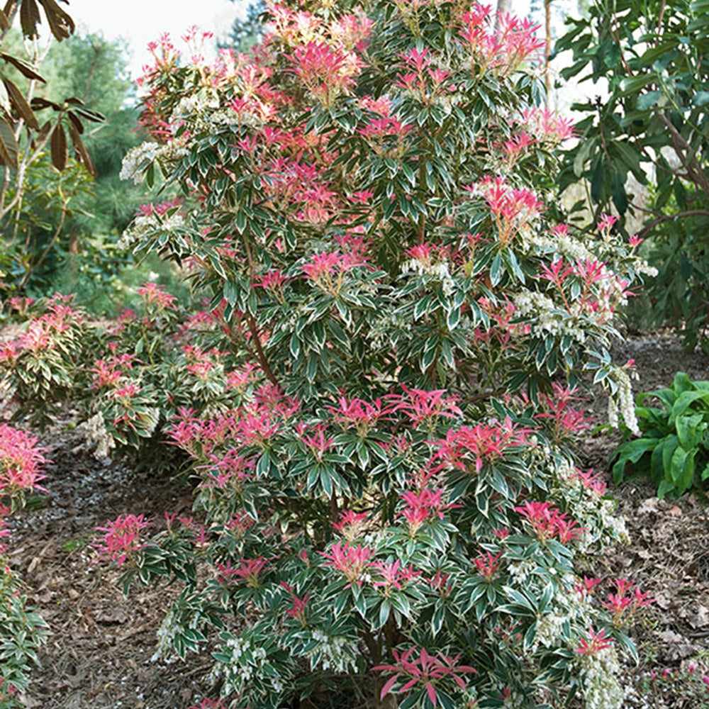 Rotsheide - Pieris 'flaming silver' - Terras- en balkonplanten