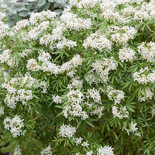 Mexicaanse oranjebloesem 'White Dazzler'® - Bakker