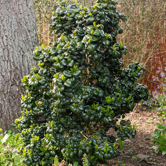 Japanse Liguster - Ligustrum japonicum 'rotundifolium' - Tuinplanten