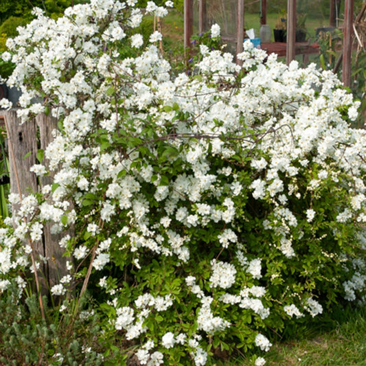 Parelstruik - Exochorda macrantha 'the bride' - Tuinplanten