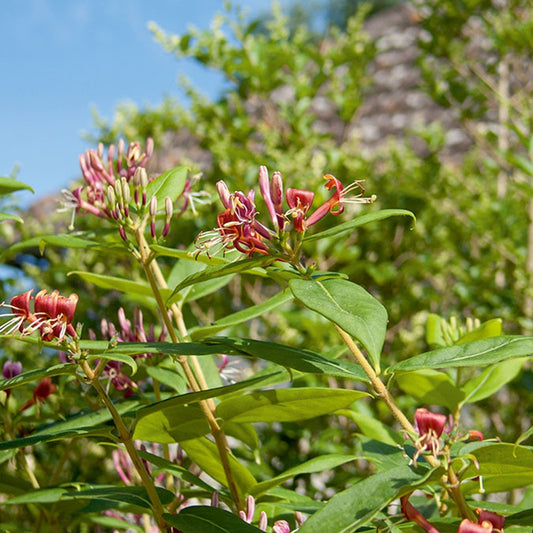 Kamperfoelie - Lonicera henryi - Tuinplanten