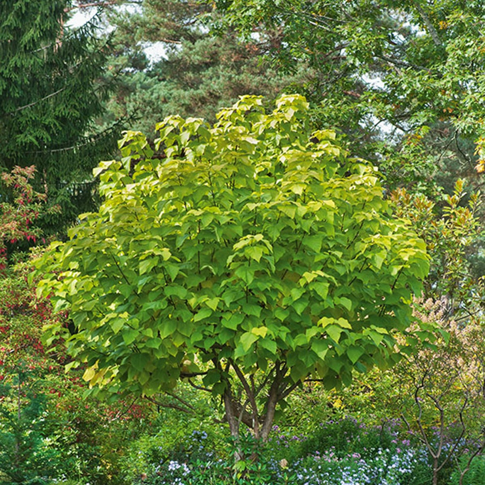 Gele Trompetboom - Catalpa bignonioides aurea - Bakker
