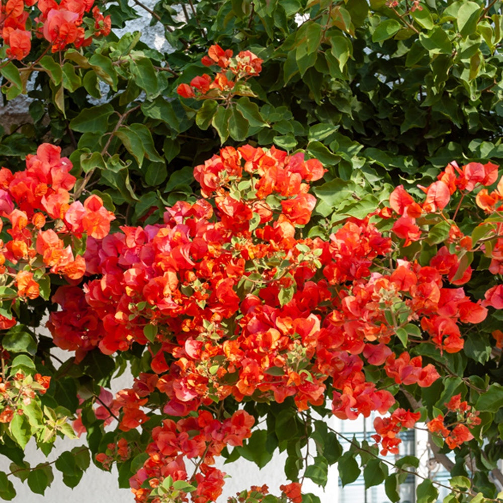 Bougainville - oranje - Bougainvillea orange - Tuinplanten