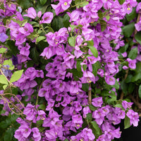 Bougainville - Bougainville - paars - Bougainvillea purple