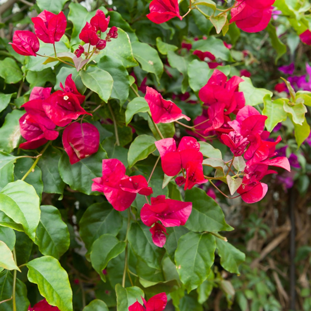 Bougainville - Bougainville - rood - Bougainvillea red