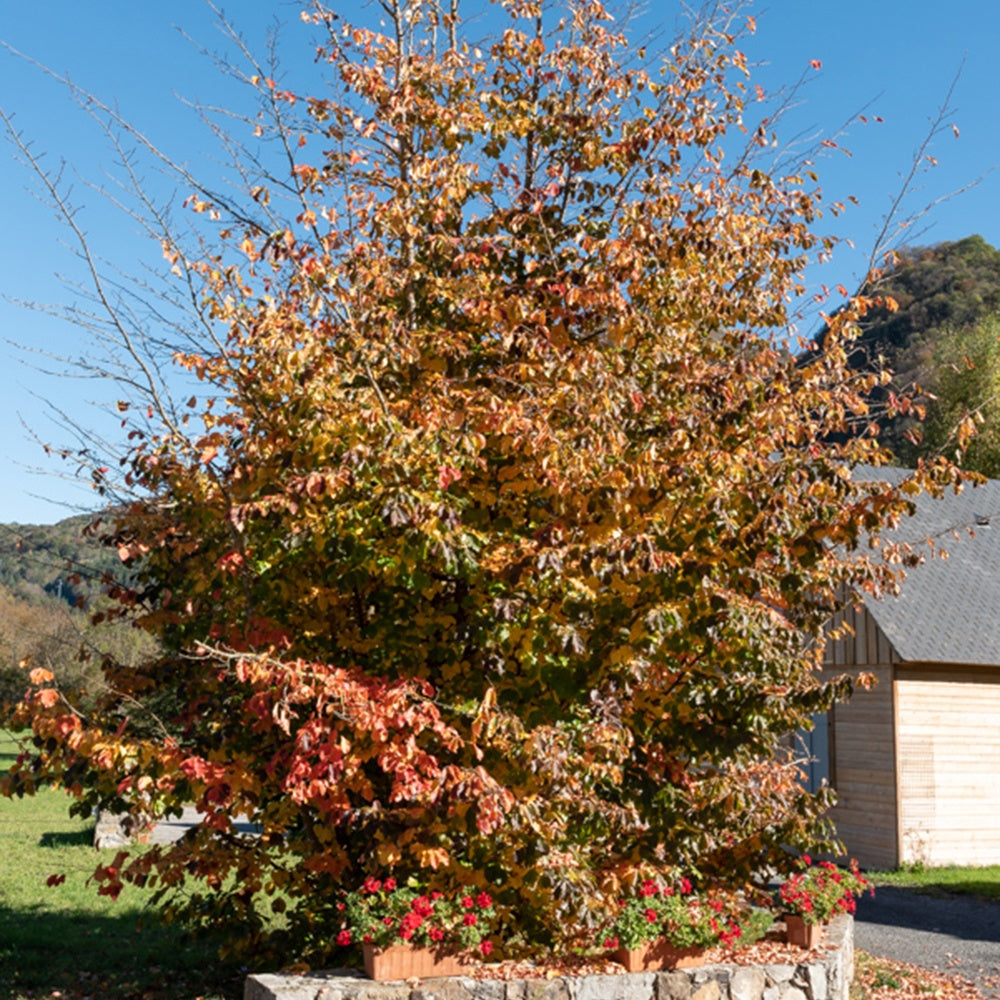 Perzisch Ijzerhout - Parrotia persica - Tuinplanten