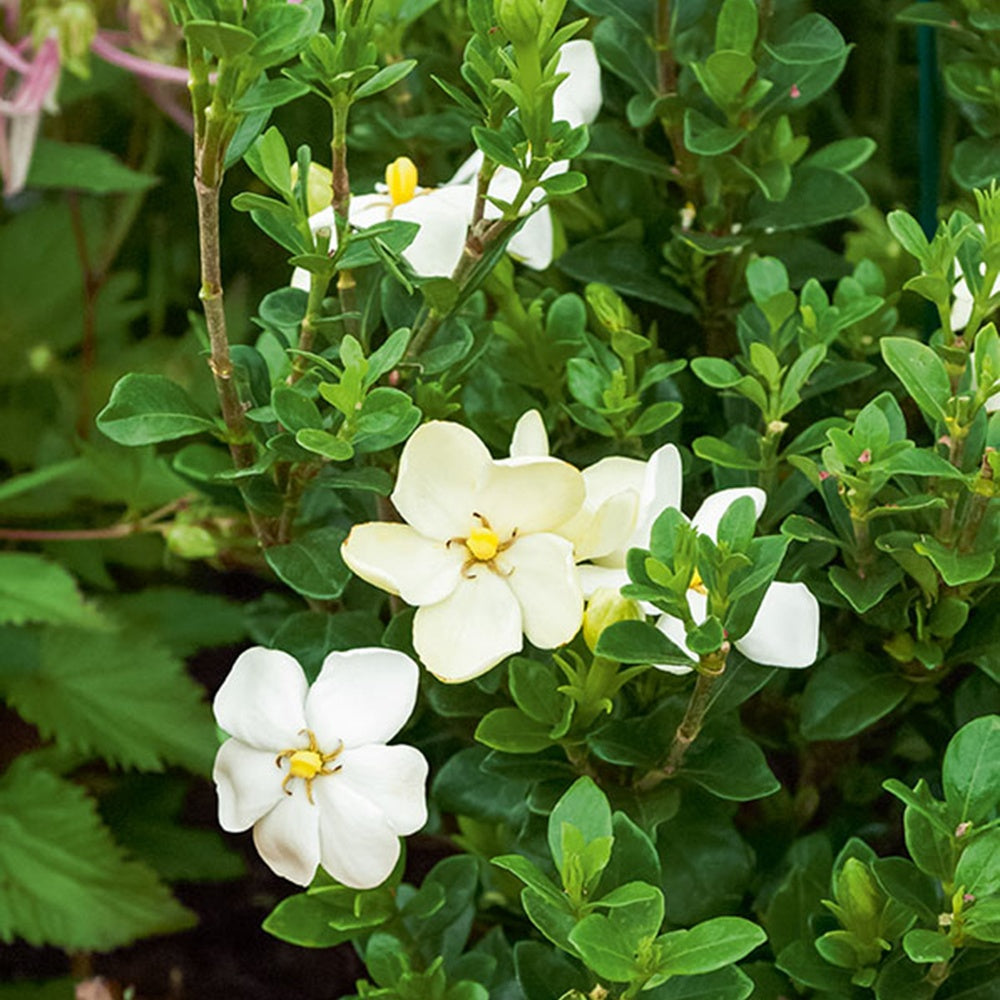 Kaapse Jasmijn Kleims Hardy - Gardenia jasminoides 'kleim's hardy' - Terras- en balkonplanten