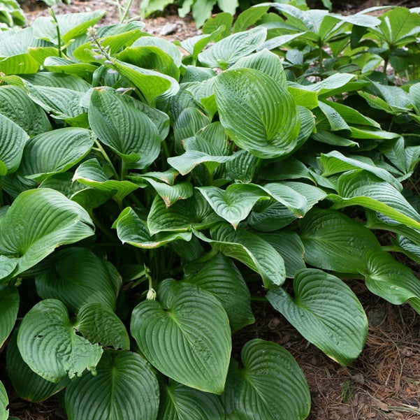 Hartlelie - Hosta elata - Tuinplanten