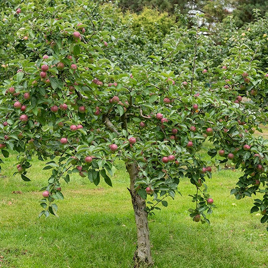 Appelboom 'Melrose' - Bakker