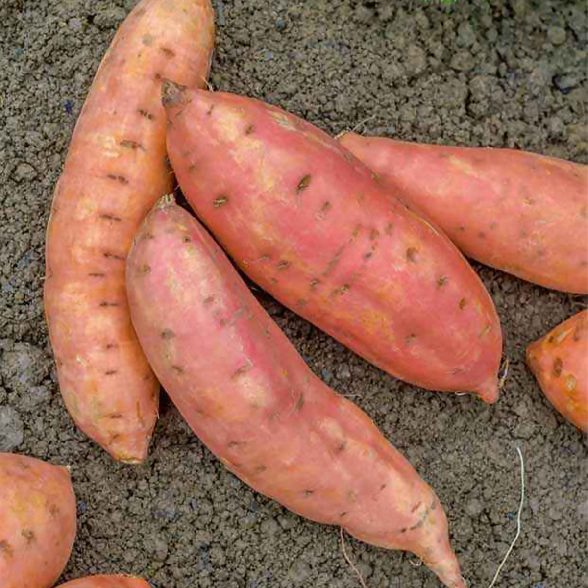 Zoete aardappel 'Beauregard' - Bakker