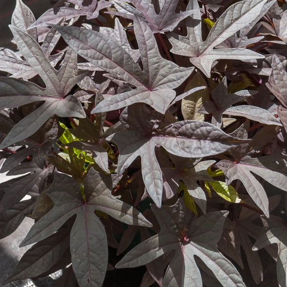 Purpur zoete aardappel (x3) - Ipomoea batatas 'sweet caroline purple' - Tuinplanten