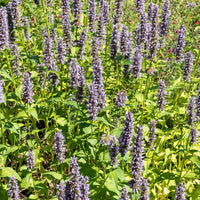 Dropnetel Black Adder - Agastache 'black adder' - Bakker
