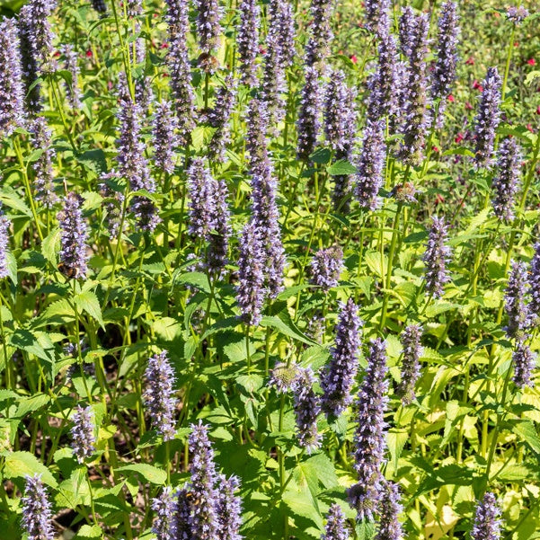 Dropnetel Black Adder - Agastache 'black adder' - Vaste planten