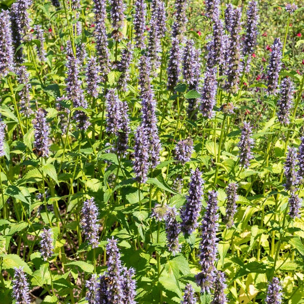 Dropnetel Black Adder - Agastache 'black adder' - Bakker