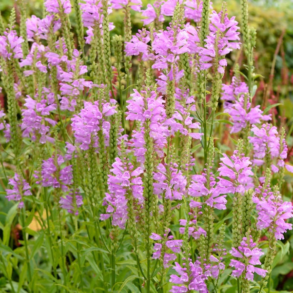 Scharnierbloem Bouquet Rose - Physostegia virginiana 'bouquet rose' - Heesters en vaste planten