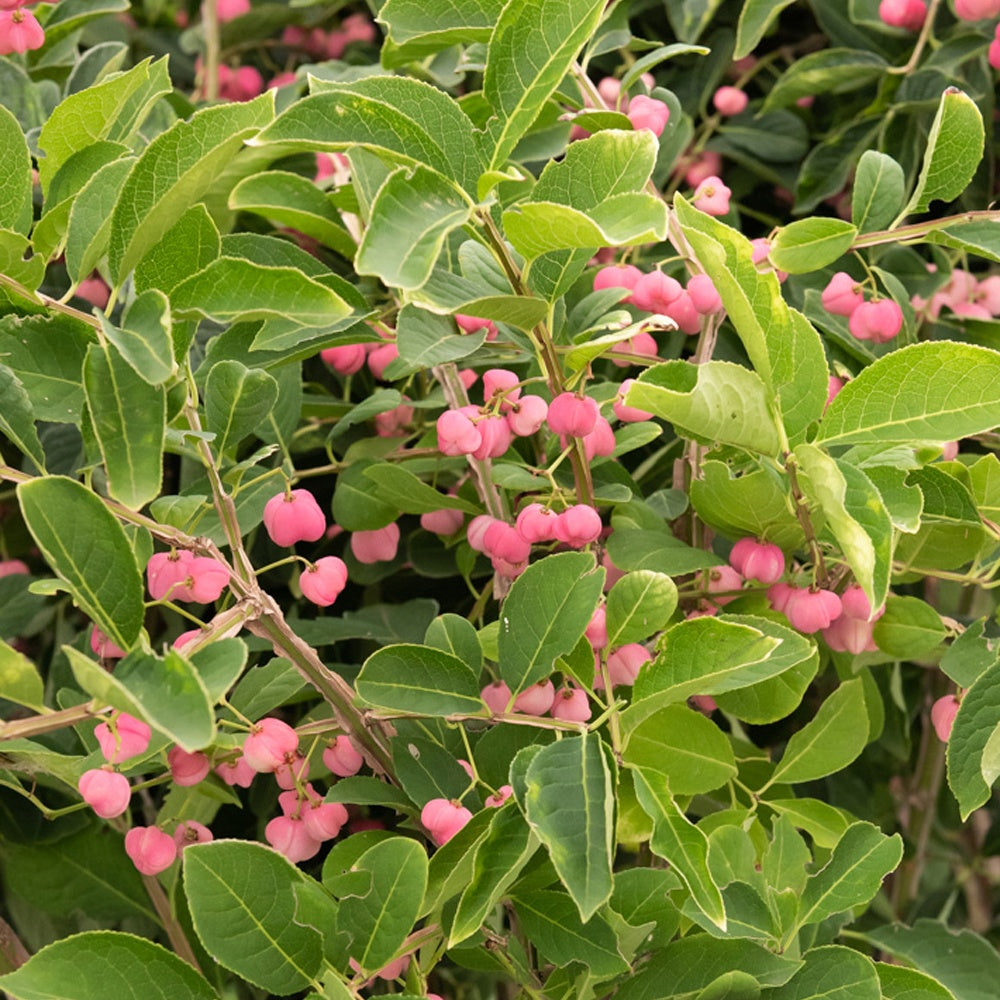 Kardinaalsmuts - Euonymus phellomanus - Tuinplanten