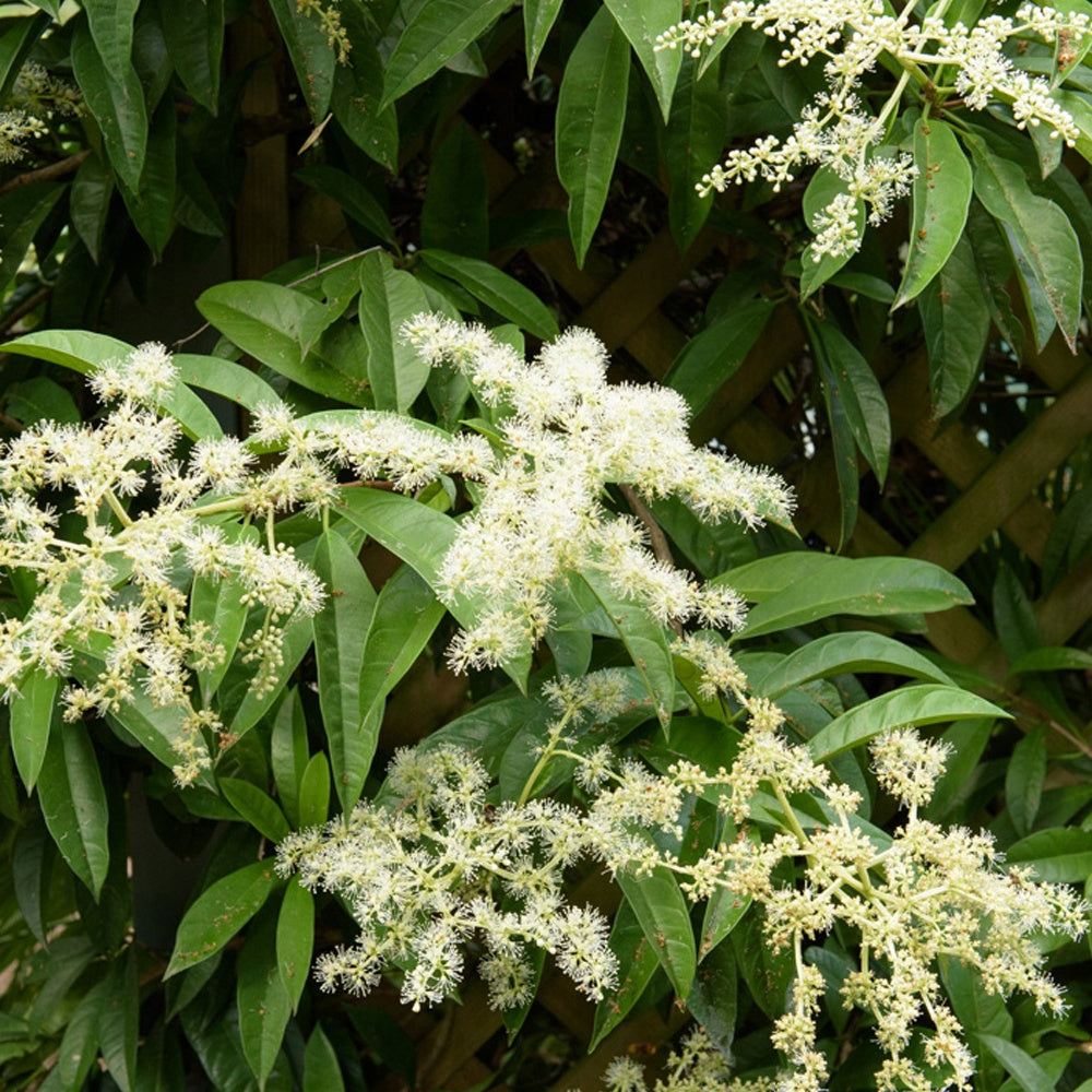 Bladhoudende klimHortensia - Pileostegia viburnoides - Heesters en vaste planten