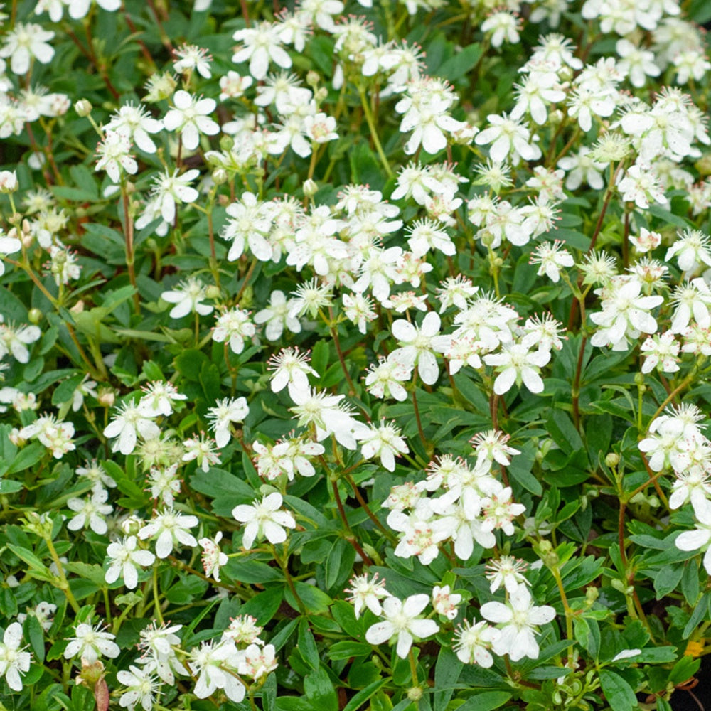 Ganzerik 'Nuuk' - Potentilla tridentata 'nuuk' - Tuinplanten