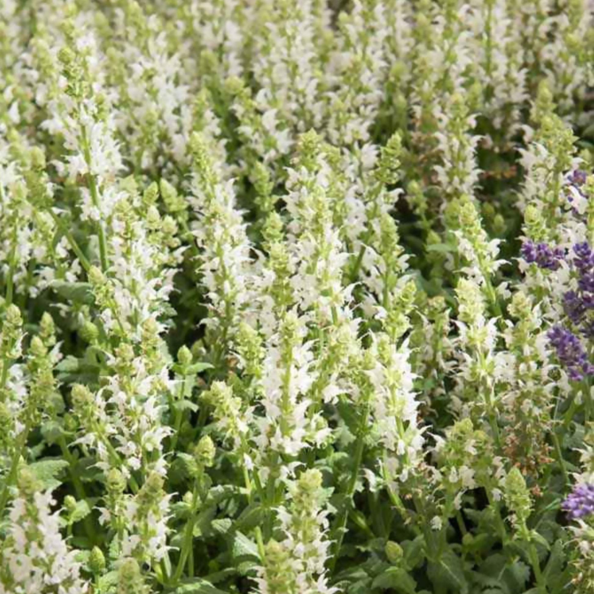 Bossalie 'Sensation White' - Salvia nemorosa sensation white - Tuinplanten