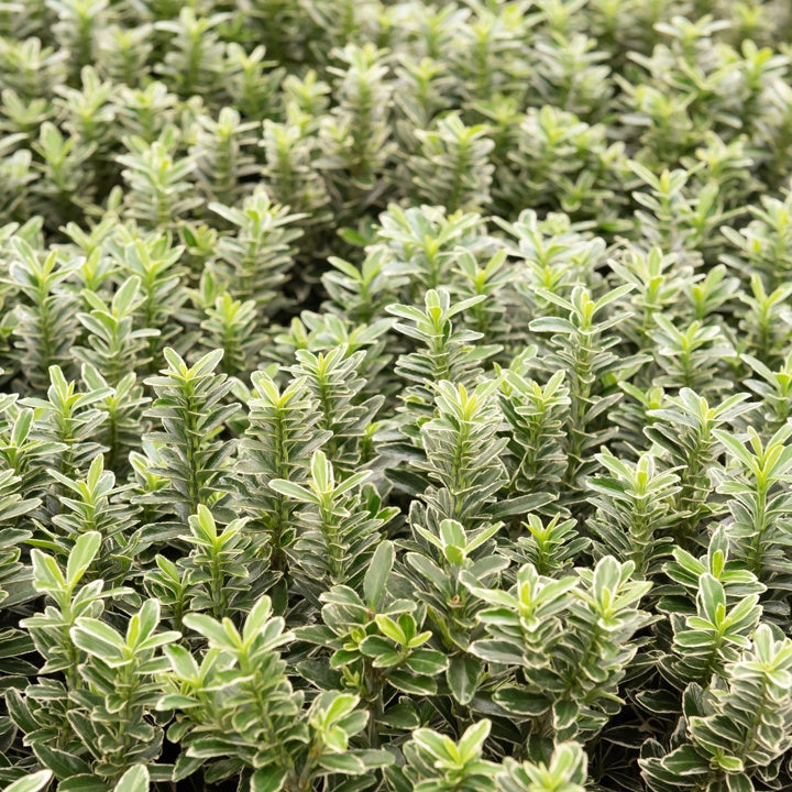 Kardinaalsmuts 'Microphyllus Albovariegatus' - Bakker
