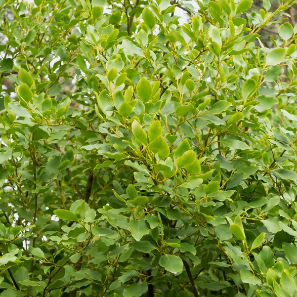 Griselinia littoralis 'Redge' (x3) - Griselinia littoralis 'redge' - Terras- en balkonplanten