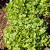 Groene eikenbladsla (x6) - Bakker