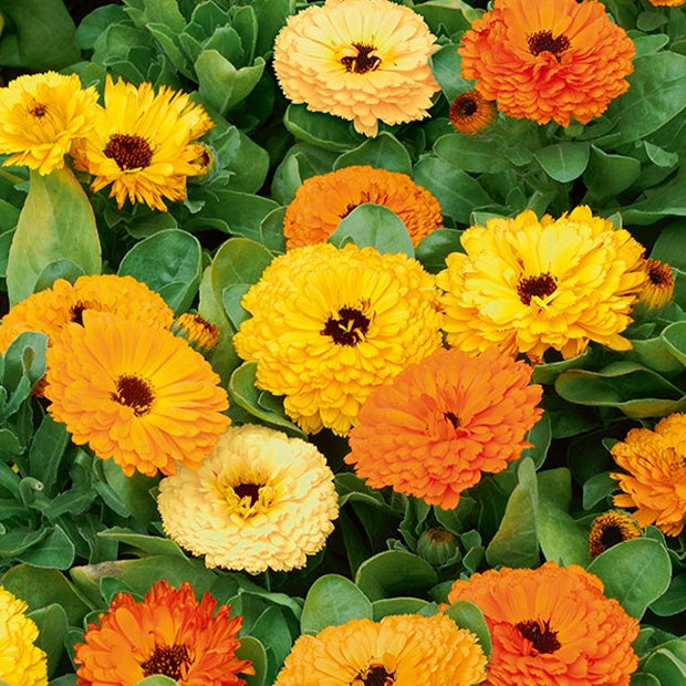 Goudsbloem Mix - Calendula officinalis - Zaden