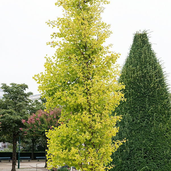 Japanse notenboom 'Blagon - Ginkgo biloba blagon - Tuinplanten