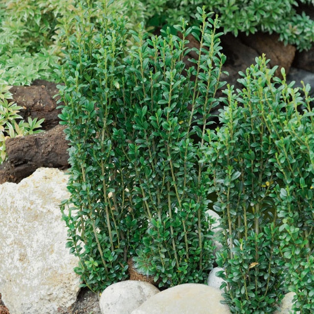 Ilex crenata fastigiata - Japanse hulst 'Fastigiata' - Japanse hulst - Ilex Crenata