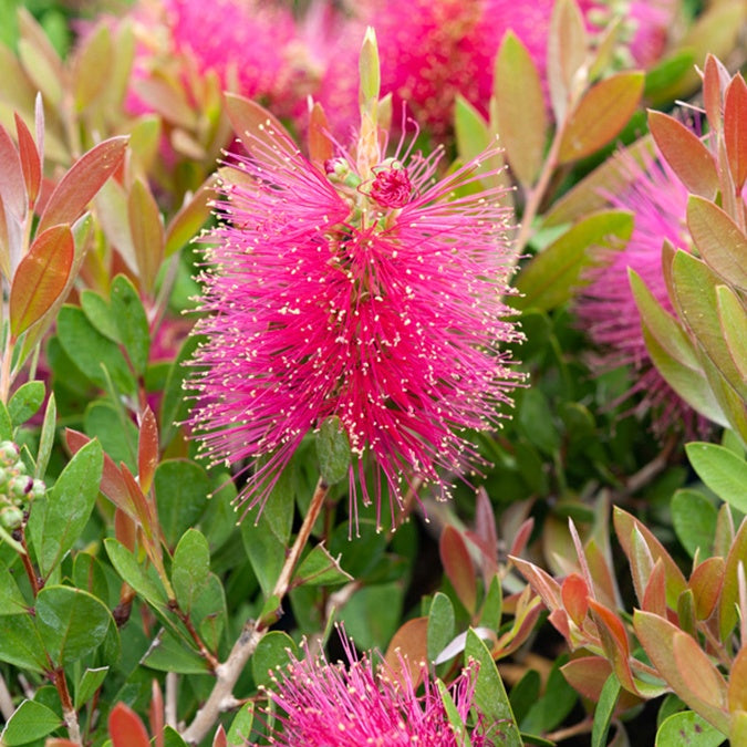 Lampepoetserplant 'Hot Pink' - Callistemon viminalis Hot Pink