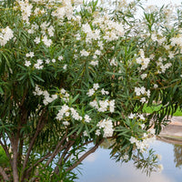 Witte Oleander - Nerium oleander white - Tuinplanten