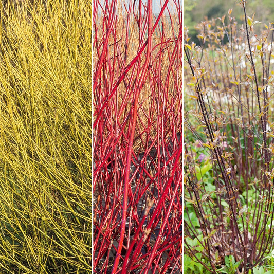 Collectie kornoeljes: geel, zwart, rood (x3) - Cornus sericea flaviramea, alba kesselringii, sibi - Tuinplanten