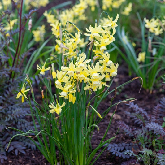 Narcissen Hawera (x10) - Narcissus 'hawera' - Bloembollen