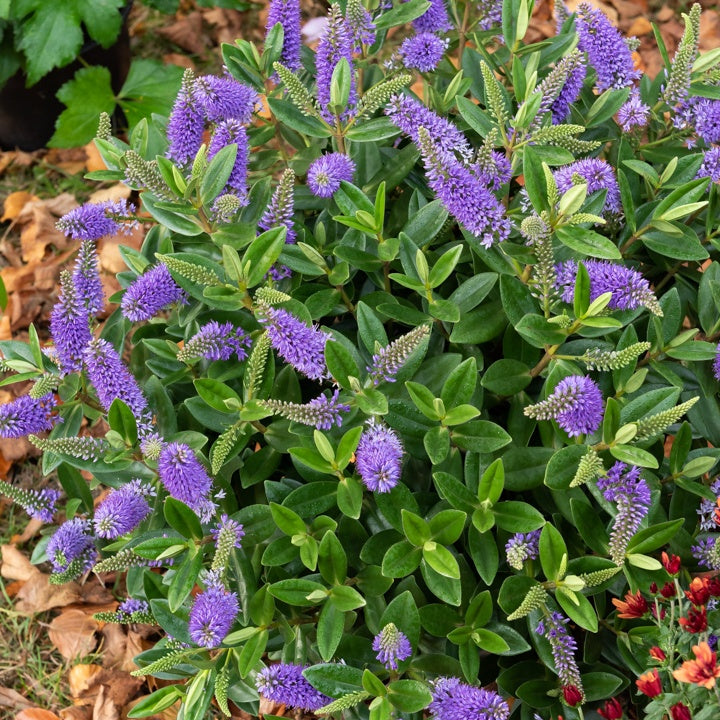 Struikveronica 'Addenda' - Hebe speciosa 'addenda' - Bakker