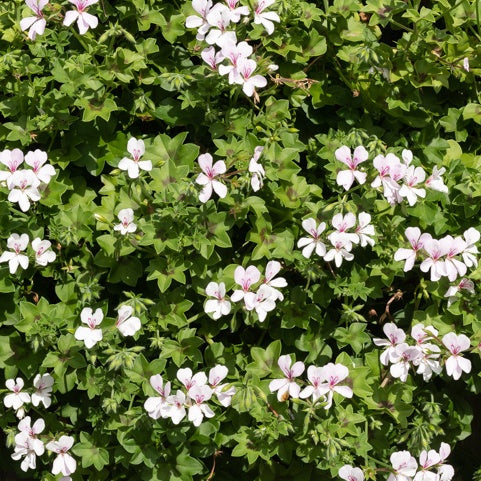 Hangende geranium - wit - Pelargonium peltatum - Bakker