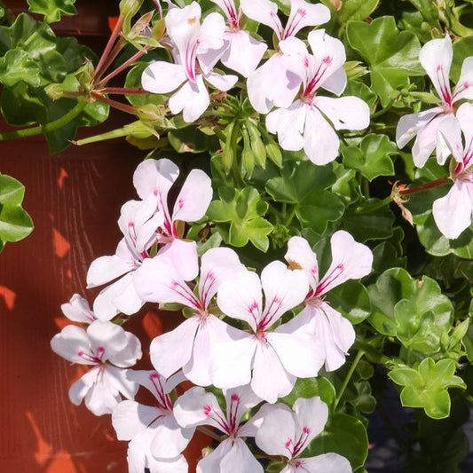 Hangende geranium - wit - Bakker