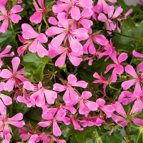 Hangende geranium - roze - Pelargonium peltatum - Bakker