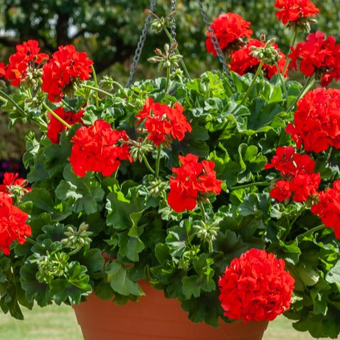 Geranium Mix - rood + wit + Dark Lilac (x6) - Pelargonium zonale - Bakker