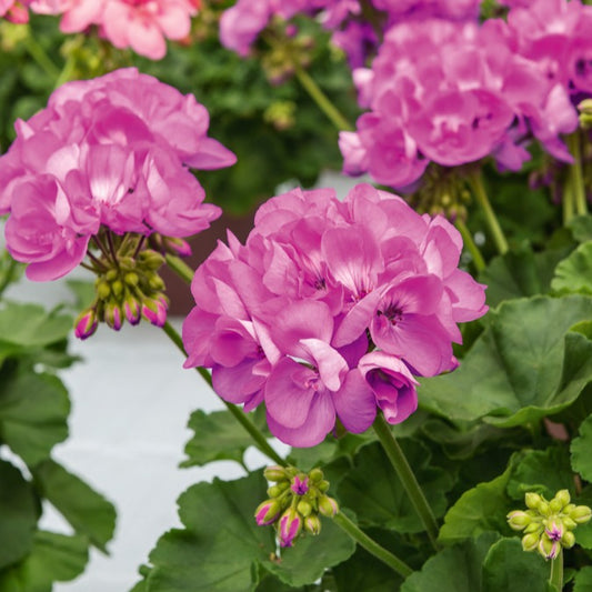 Geranium - paars - Pelargonium zonale - Terras- en balkonplanten