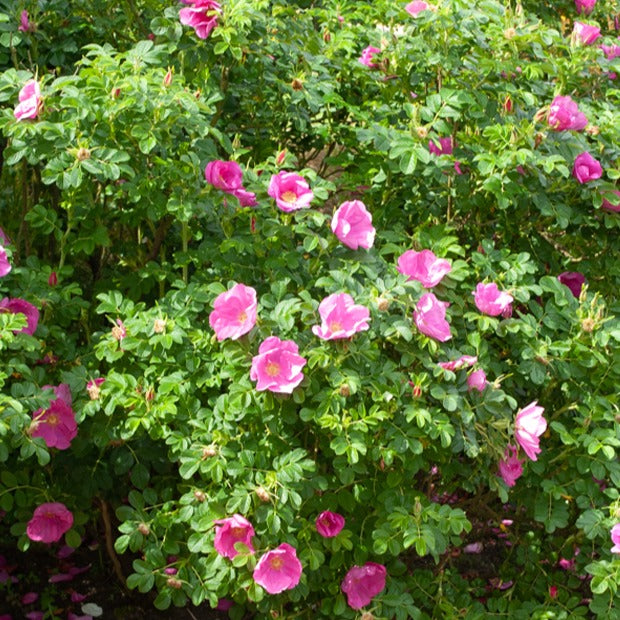 Wilde roos 'Rubra' - Bakker